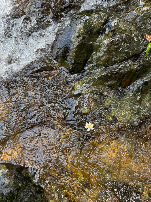 The Tao is the Source of the Myriad Things